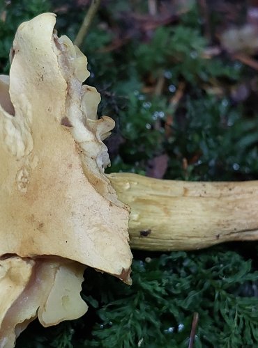 ČIRŮVKA SÍROŽLUTÁ (Tricholoma sulphureum) FOTO: Marta Knauerová, 15.10.2023, Podzimní vycházka s mykologem Mgr. Martinem Křížem

