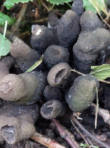 DŘEVNATKA KYJOVITÁ neboli MNOHOTVÁRNÁ (Xylaria polymorpha) FOTO: Marta Knauerová, 15.10.2023, Podzimní vycházka s mykologem Mgr. Martinem Křížem