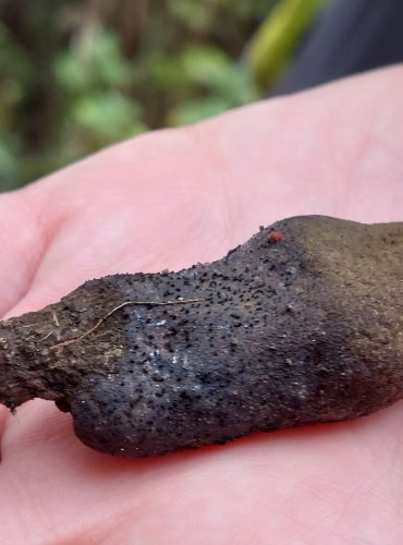 DŘEVNATKA KYJOVITÁ neboli MNOHOTVÁRNÁ (Xylaria polymorpha) FOTO: Marta Knauerová, 15.10.2023, Podzimní vycházka s mykologem Mgr. Martinem Křížem