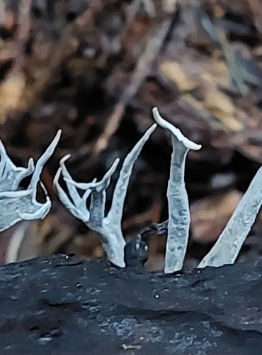 DŘEVNATKA PAROHATÁ (Xylaria hypoxylon) FOTO: Marta Knauerová, 15.10.2023, Podzimní vycházka s mykologem Mgr. Martinem Křížem