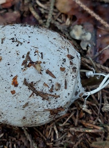 HADOVKA SMRDUTÁ (Phallus impudicus), vajíčko, FOTO: Marta Knauerová, 15.10.2023, Podzimní vycházka s mykologem Mgr. Martinem Křížem