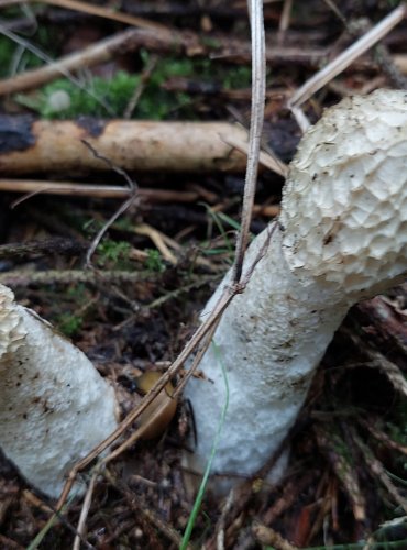 HADOVKA SMRDUTÁ (Phallus impudicus) FOTO: Marta Knauerová, 15.10.2023, Podzimní vycházka s mykologem Mgr. Martinem Křížem