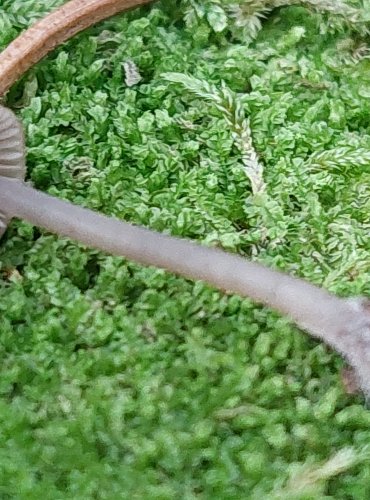 HELMOVKA ČERVENOBŘITÁ (Mycena rubromarginata) FOTO: Marta Knauerová, 15.10.2023, Podzimní vycházka s mykologem Mgr. Martinem Křížem