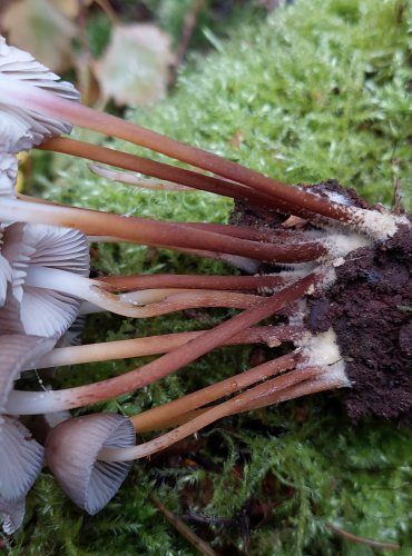 HELMOVKA LEPONOHÁ (Mycena inclinata) FOTO: Marta Knauerová, 15.10.2023, Podzimní vycházka s mykologem Mgr. Martinem Křížem