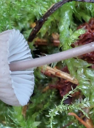 HELMOVKA MLÉČNÁ (Mycena galopus) FOTO: Marta Knauerová, 15.10.2023, Podzimní vycházka s mykologem Mgr. Martinem Křížem
