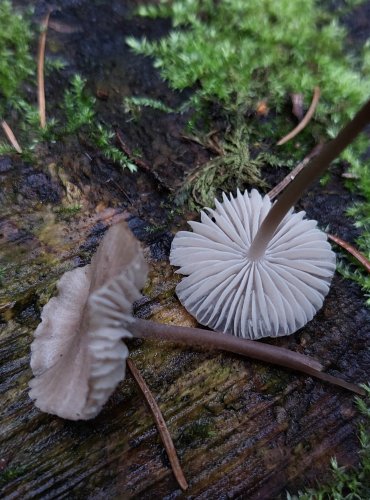 HELMOVKA MLÉČNÁ (Mycena galopus) FOTO: Marta Knauerová, 15.10.2023, Podzimní vycházka s mykologem Mgr. Martinem Křížem
