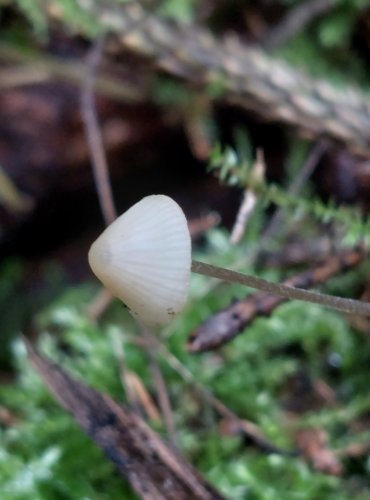 HELMOVKA MODRAVÁ (Mycena amicta) FOTO: Marta Knauerová, 15.10.2023, Podzimní vycházka s mykologem Mgr. Martinem Křížem