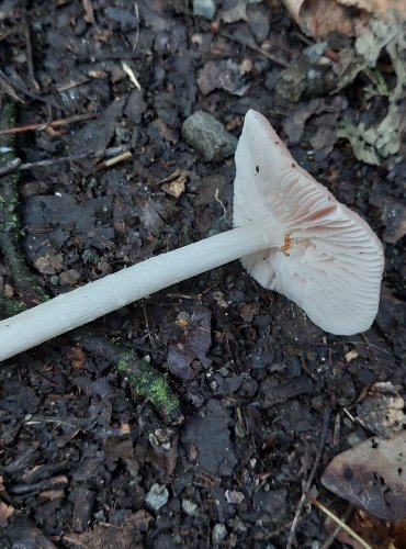 HELMOVKA NARŮŽOVĚLÁ (Mycena rosea) FOTO: Marta Knauerová, 15.10.2023, Podzimní vycházka s mykologem Mgr. Martinem Křížem