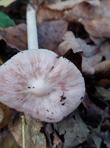 HELMOVKA NARŮŽOVĚLÁ (Mycena rosea) FOTO: Marta Knauerová, 15.10.2023, Podzimní vycházka s mykologem Mgr. Martinem Křížem