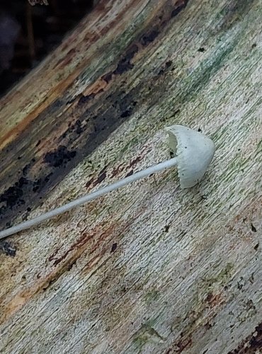 HELMOVKA NAŽLOUTLÁ (Mycena flavescens) FOTO: Marta Knauerová, 15.10.2023, Podzimní vycházka s mykologem Mgr. Martinem Křížem