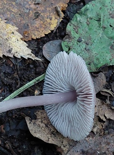 HELMOVKA ŘEDKVIČKOVÁ (Mycena pura) FOTO: Marta Knauerová, 15.10.2023, Podzimní vycházka s mykologem Mgr. Martinem Křížem