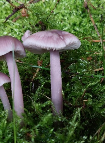 HELMOVKA ŘEDKVIČKOVÁ (Mycena pura) FOTO: Marta Knauerová, 15.10.2023, Podzimní vycházka s mykologem Mgr. Martinem Křížem