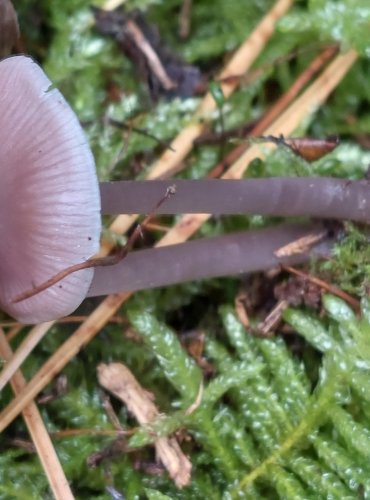 HELMOVKA ŘEDKVIČKOVÁ (Mycena pura) FOTO: Marta Knauerová, 15.10.2023, Podzimní vycházka s mykologem Mgr. Martinem Křížem