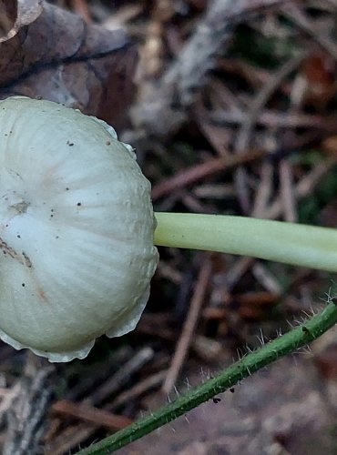 HELMOVKA SLIZKÁ (Mycena epipterygia) FOTO: Marta Knauerová, 15.10.2023, Podzimní vycházka s mykologem Mgr. Martinem Křížem
