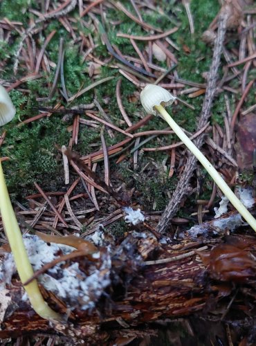 HELMOVKA SLIZKÁ (Mycena epipterygia) FOTO: Marta Knauerová, 15.10.2023, Podzimní vycházka s mykologem Mgr. Martinem Křížem
