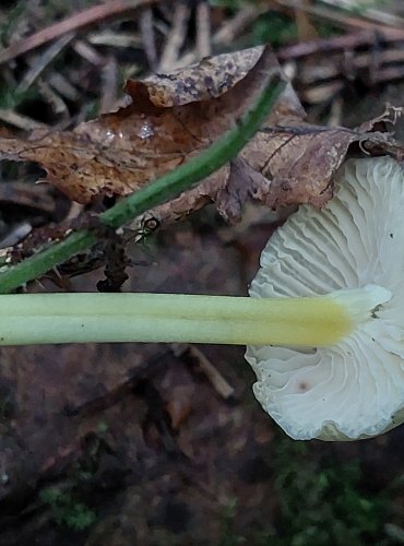 HELMOVKA SLIZKÁ (Mycena epipterygia) FOTO: Marta Knauerová, 15.10.2023, Podzimní vycházka s mykologem Mgr. Martinem Křížem
