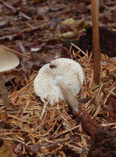 HELMOVKA TUHONOHÁ (Mycena galericulata) FOTO: pro ilustraci druhu doplněno z archivu Josefa Slovíčka, Podzimní vycházka s mykologem Mgr. Martinem Křížem, 15.10.2023