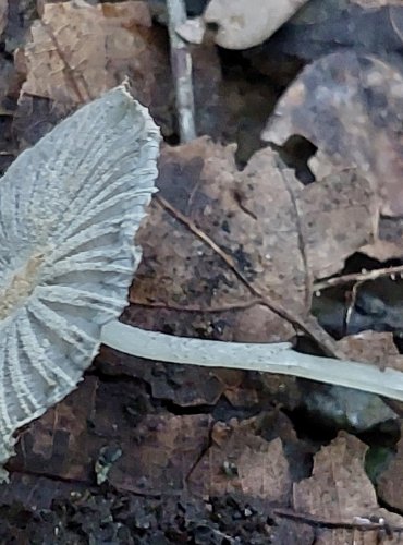 HNOJNÍK blíže neurčený (Coprinellus sp.) FOTO: Marta Knauerová, 15.10.2023, Podzimní vycházka s mykologem Mgr. Martinem Křížem 