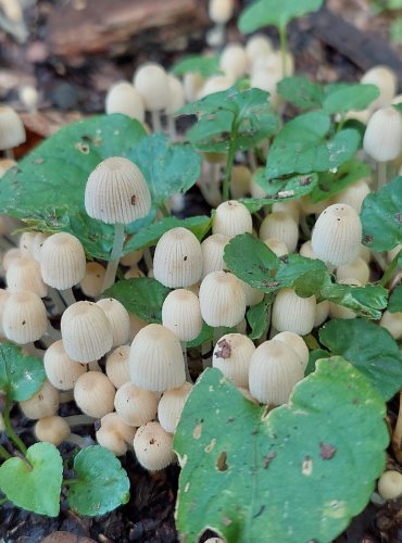 HNOJNÍK NASETÝ (Coprinellus disseminatus) FOTO: Marta Knauerová, 15.10.2023, Podzimní vycházka s mykologem Mgr. Martinem Křížem 