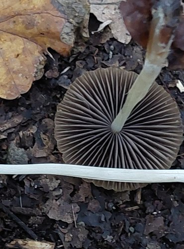 HNOJNÍK NEDŮTKLIVÝ (Coprinellus impatiens) FOTO: Marta Knauerová, 15.10.2023, Podzimní vycházka s mykologem Mgr. Martinem Křížem