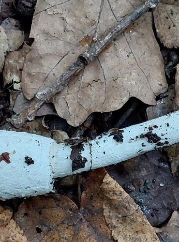 HNOJNÍK OBECNÝ (Coprinus comatus) FOTO: Marta Knauerová, 15.10.2023, Podzimní vycházka s mykologem Mgr. Martinem Křížem