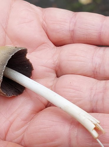 HNOJNÍK TŘPYTIVÝ (Coprinellus micaceus) FOTO: Marta Knauerová, 15.10.2023, Podzimní vycházka s mykologem Mgr. Martinem Křížem
