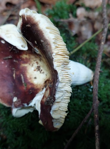 HOLUBINKA CELOKRAJNÁ (Russula integra) FOTO: Marta Knauerová, 15.10.2023, Podzimní vycházka s mykologem Mgr. Martinem Křížem