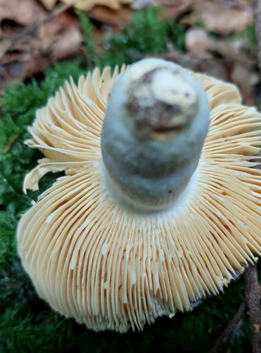 HOLUBINKA CELOKRAJNÁ (Russula integra) FOTO: Marta Knauerová, 15.10.2023, Podzimní vycházka s mykologem Mgr. Martinem Křížem