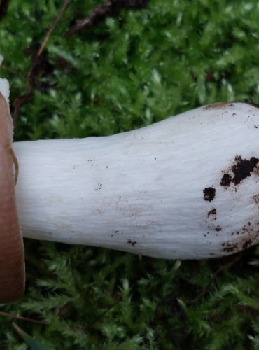 HOLUBINKA CELOKRAJNÁ (Russula integra) FOTO: Marta Knauerová, 15.10.2023, Podzimní vycházka s mykologem Mgr. Martinem Křížem