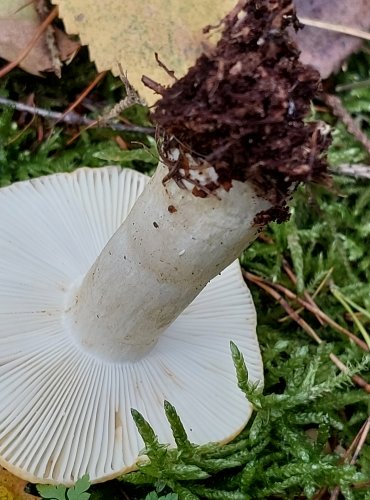 HOLUBINKA HLÍNOŽLUTÁ (Russula ochroleuca) FOTO: Marta Knauerová, 15.10.2023, Podzimní vycházka s mykologem Mgr. Martinem Křížem 
