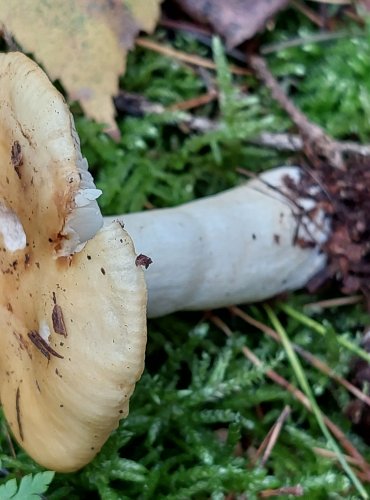 HOLUBINKA HLÍNOŽLUTÁ (Russula ochroleuca) FOTO: Marta Knauerová, 15.10.2023, Podzimní vycházka s mykologem Mgr. Martinem Křížem 
