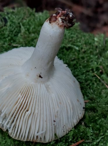 HOLUBINKA HŘEBÍNKATÁ (Russula pectinatoides) FOTO: Marta Knauerová, 15.10.2023, Podzimní vycházka s mykologem Mgr. Martinem Křížem