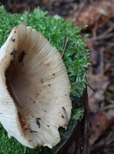 HOLUBINKA HŘEBÍNKATÁ (Russula pectinatoides) FOTO: Marta Knauerová, 15.10.2023, Podzimní vycházka s mykologem Mgr. Martinem Křížem