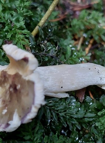 HOLUBINKA KŘEHKÁ (Russula fragilis) FOTO: Marta Knauerová, 15.10.2023, Podzimní vycházka s mykologem Mgr. Martinem Křížem 