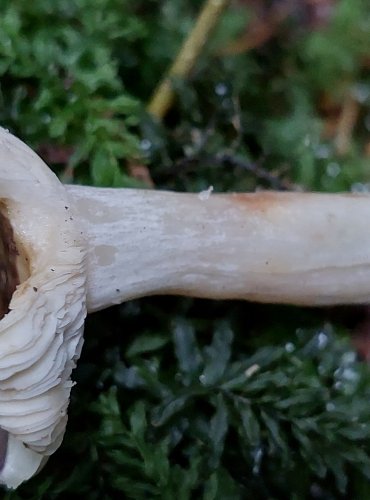 HOLUBINKA KŘEHKÁ (Russula fragilis) FOTO: Marta Knauerová, 15.10.2023, Podzimní vycházka s mykologem Mgr. Martinem Křížem 