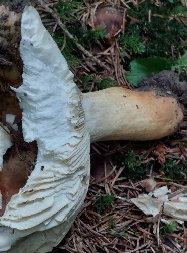 HOLUBINKA LEPKAVÁ (Russula viscida) FOTO: Marta Knauerová, 15.10.2023, Podzimní vycházka s mykologem Mgr. Martinem Křížem

