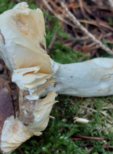 HOLUBINKA NELESKLÁ (Russula firmula) FOTO: Marta Knauerová, 15.10.2023, Podzimní vycházka s mykologem Mgr. Martinem Křížem