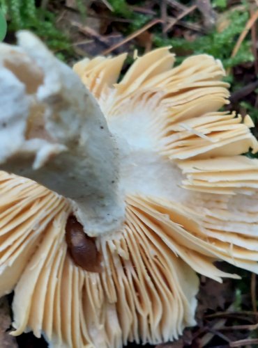 HOLUBINKA NELESKLÁ (Russula firmula) FOTO: Marta Knauerová, 15.10.2023, Podzimní vycházka s mykologem Mgr. Martinem Křížem