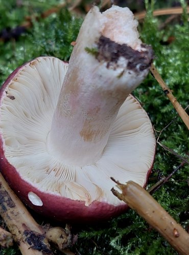 HOLUBINKA RÉVOVÁ (Russula xerampelina) FOTO: Marta Knauerová, 15.10.2023, Podzimní vycházka s mykologem Mgr. Martinem Křížem