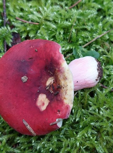 HOLUBINKA RÉVOVÁ (Russula xerampelina) FOTO: Marta Knauerová, 15.10.2023, Podzimní vycházka s mykologem Mgr. Martinem Křížem