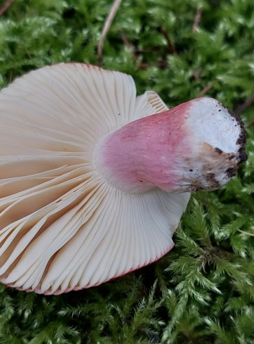 HOLUBINKA RÉVOVÁ (Russula xerampelina) FOTO: Marta Knauerová, 15.10.2023, Podzimní vycházka s mykologem Mgr. Martinem Křížem