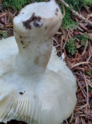 HOLUBINKA SLANEČKOVÁ (Russula graveolens) FOTO: Marta Knauerová, 15.10.2023, Podzimní vycházka s mykologem Mgr. Martinem Křížem