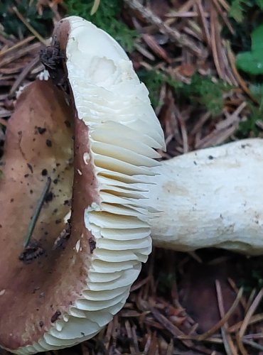 HOLUBINKA SLANEČKOVÁ (Russula graveolens) FOTO: Marta Knauerová, 15.10.2023, Podzimní vycházka s mykologem Mgr. Martinem Křížem