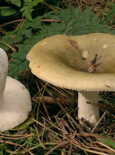 HOLUBINKA TRÁVOZELENÁ (Russula aeruginea) FOTO: pro ilustraci druhu doplněno z archivu Josefa Slovíčka, Podzimní vycházka s mykologem Mgr. Martinem Křížem, 15.10.2023
