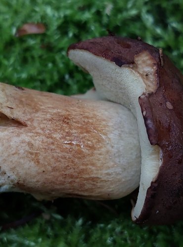 HŘIB HNĚDÝ (Boletus badius) FOTO: Marta Knauerová, 15.10.2023, Podzimní vycházka s mykologem Mgr. Martinem Křížem