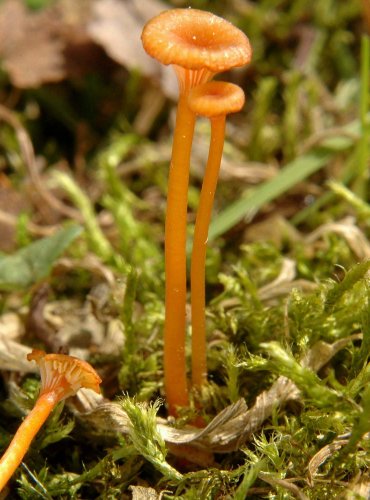 KALICHOVKA ORANŽOVÁ (Rickenella fibula) FOTO: Marta Knauerová, 15.10.2023, Podzimní vycházka s mykologem Mgr. Martinem Křížem

