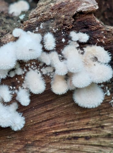 KLANOLÍSTKA OBECNÁ (Schizophyllum commune) FOTO: Marta Knauerová, 15.10.2023, Podzimní vycházka s mykologem Mgr. Martinem Křížem

