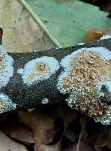 KORNATEC OKROUHLÝ (Xylodon radula) FOTO: Marta Knauerová, 15.10.2023, Podzimní vycházka s mykologem Mgr. Martinem Křížem