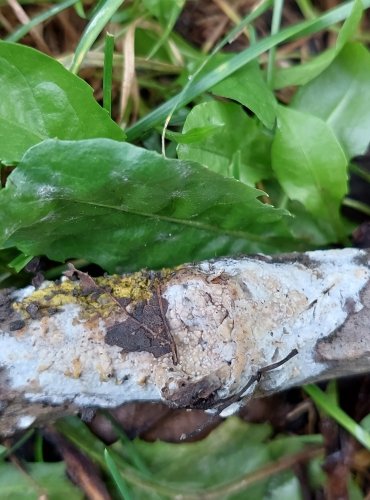 KORNATEC blíže neurčený (Hyphoderma s.l.?) FOTO: Marta Knauerová, 15.10.2023, Podzimní vycházka s mykologem Mgr. Martinem Křížem