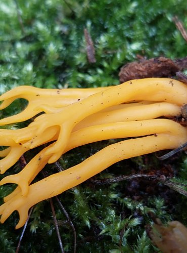 KRÁSNORŮŽEK LEPKAVÝ (Calocera viscosa) FOTO: Marta Knauerová, 15.10.2023, Podzimní vycházka s mykologem Mgr. Martinem Křížem

